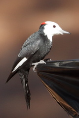 Dryobates albolarvatus
