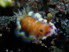 Goniobranchus collingwoodi