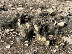 Opuntia phaeacantha