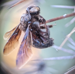 Xylocopa californica arizonensis