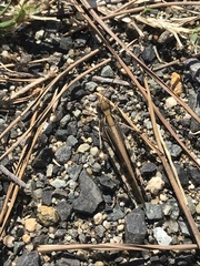 Aiolopus thalassinus tamulus