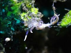 Phyllodesmium macphersonae