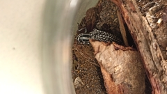 Homocyrtus dromedarius