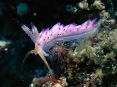 Favorinus mirabilis