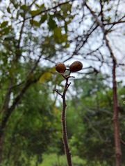 Schinus terebinthifolia
