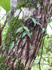 Schinus terebinthifolia