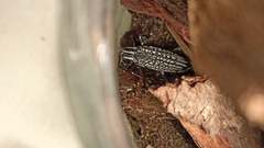 Homocyrtus dromedarius