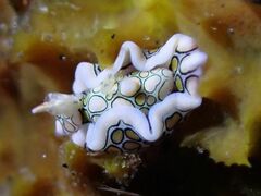 Sagaminopteron psychedelicum