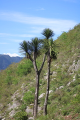 Yucca periculosa