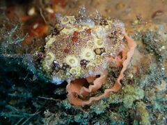 Carminodoris estrelyado
