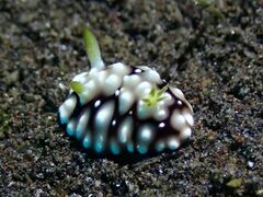 Goniobranchus geometricus