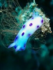 Hypselodoris tryoni