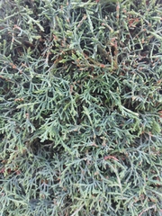 Juniperus horizontalis