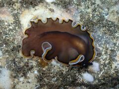 Pseudobiceros hancockanus