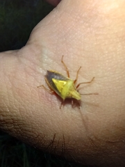 Oebalus