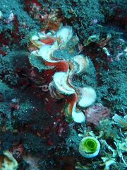 Tridacna squamosa