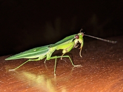 Choeradodis rhombicollis