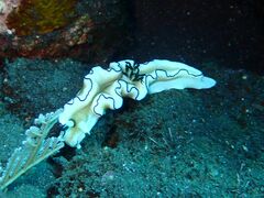 Doriprismatica atromarginata