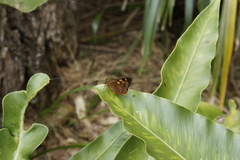 Trapezites symmomus