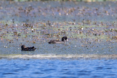 Fulica atra