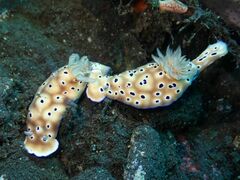 Hypselodoris tryoni