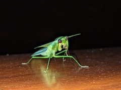 Choeradodis rhombicollis