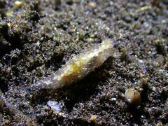 Stylocheilus striatus