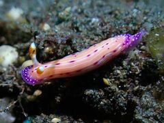 Hypselodoris