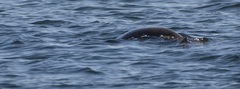 Otariidae