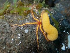 Ophiothrix