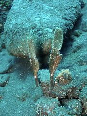 Solenostomus cyanopterus