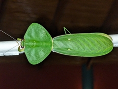 Choeradodis rhombicollis