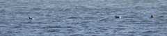 Otariidae