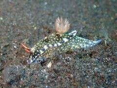 Hypselodoris roo