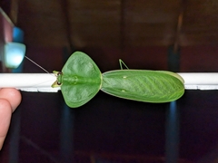 Choeradodis rhombicollis