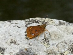 Trapezites symmomus