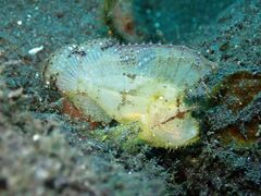 Taenianotus triacanthus