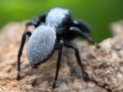 Phidippus octopunctatus