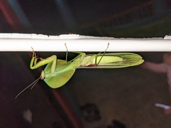 Choeradodis rhombicollis