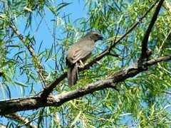 Saltator coerulescens