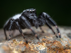 Phidippus octopunctatus