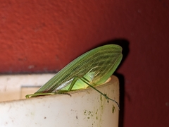 Choeradodis rhombicollis