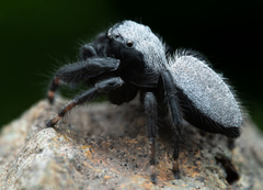 Phidippus octopunctatus