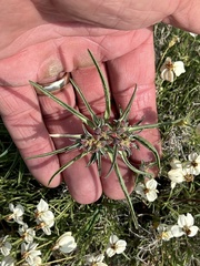 Asclepias brachystephana