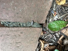Armadillidium vulgare