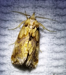 Plusiodonta compressipalpis