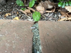 Armadillidium vulgare