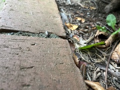Armadillidium vulgare