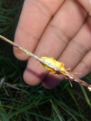 Oebalus