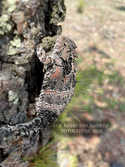 Phrynosoma orbiculare